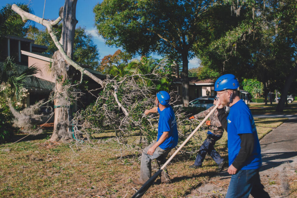 Professional Tree Removal is Crucial for Property Safety