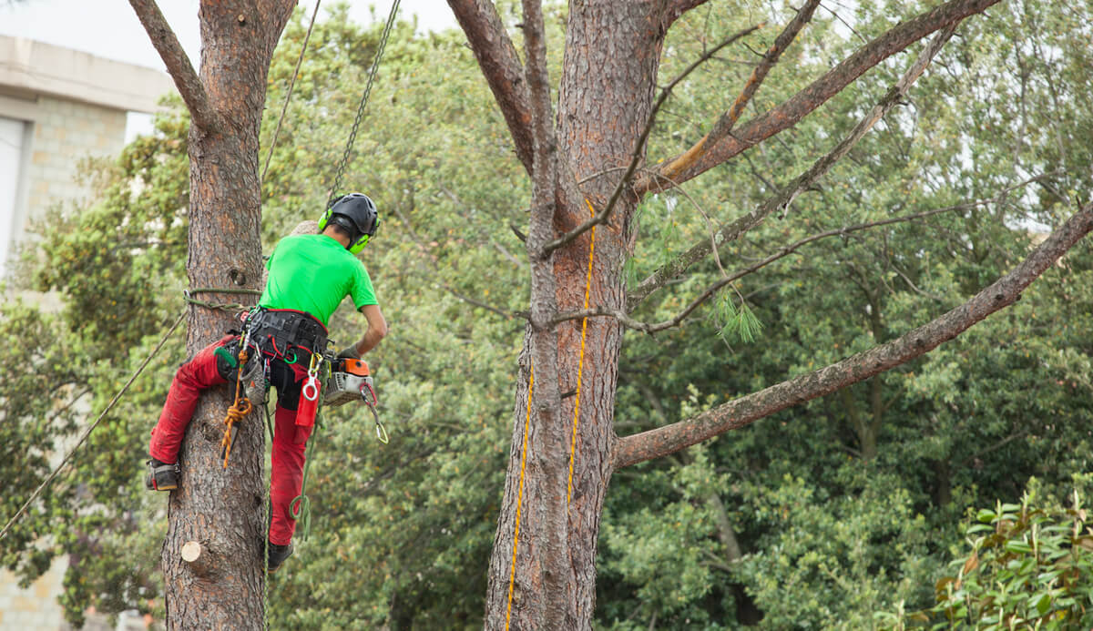 The Comprehensive Guide to Safe and Effective Tree Removal Techniques ...