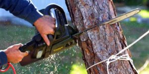 Green Waste Guide: Costs, Storm Cleanup & Skip Bin Weight