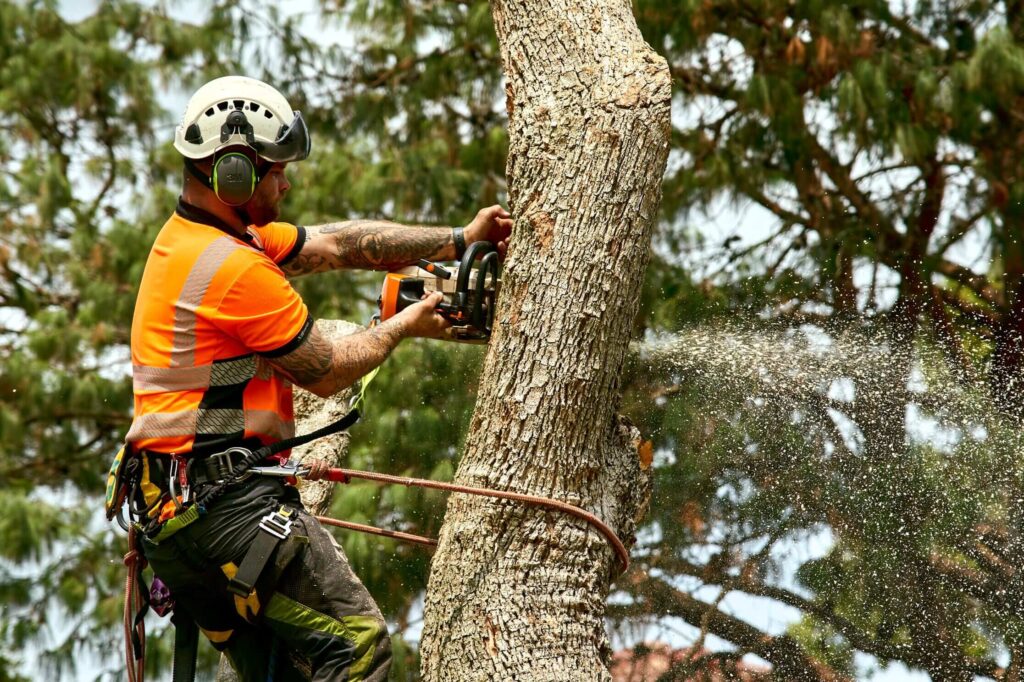 Tree Removal Techniques