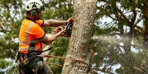 The Comprehensive Guide to Safe and Effective Tree Removal Techniques