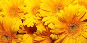 Decorating Tips and Ideas Using Vibrant Yellow Flowers