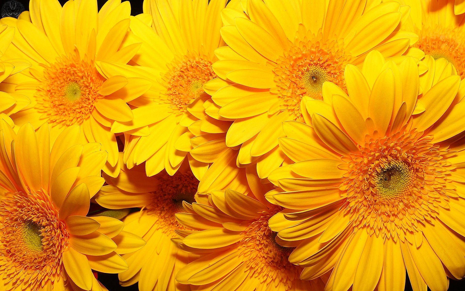 Decorating Tips and Ideas Using Vibrant Yellow Flowers