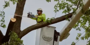 What Does an Arborist Chatswood Check During a Tree Inspection?
