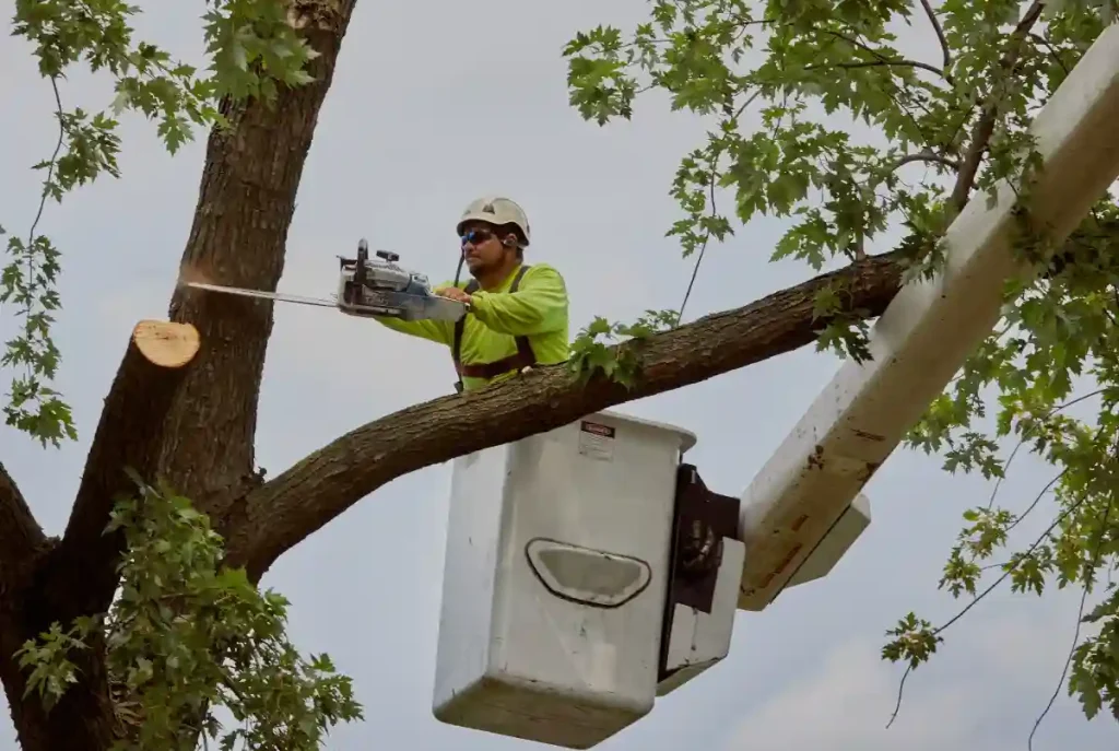 tree removal Chatswood
