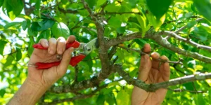 Tree Pruning Cost Sydney: Is It Cheaper to Prune or Remove a Tree?