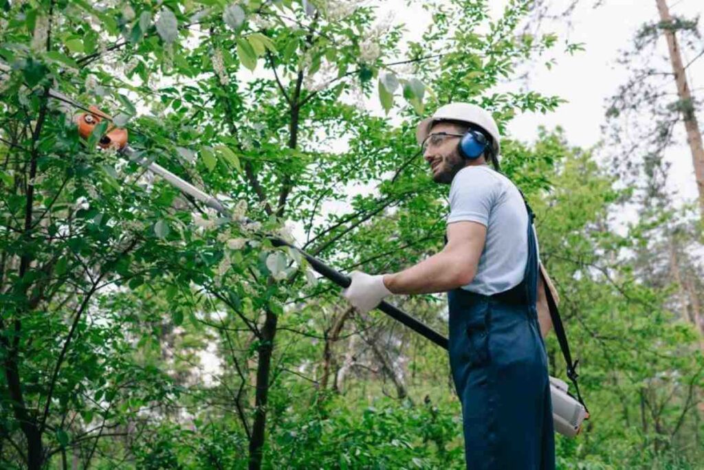 Tree Pruning Costs