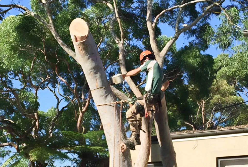 Tree Cutting