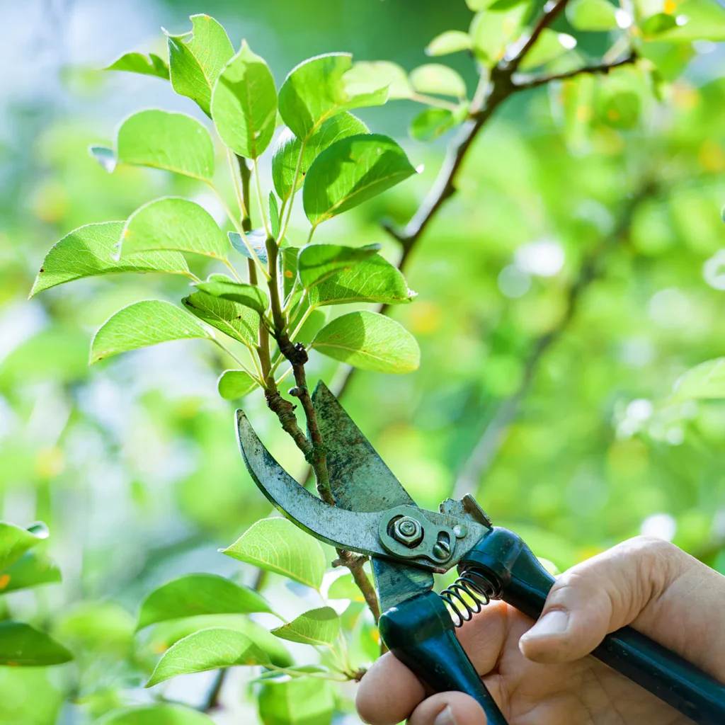 Tree Pruning