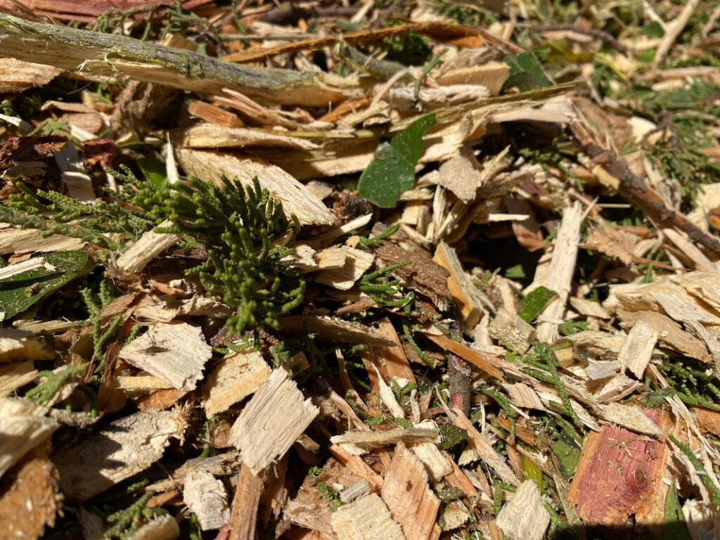 Wood Chip Mulch: What It Does, How Deep to Lay It, and the Myths Worth Ignoring

