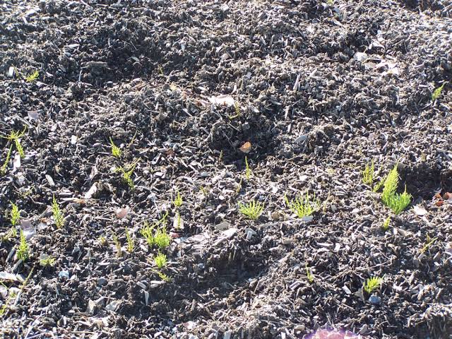Wood Chip Mulch: What It Does, How Deep to Lay It, and the Myths Worth Ignoring